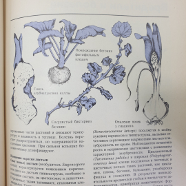 К. Бекетт "Растения под стеклом", издательство Мир, Москва, 1988г.. Картинка 10